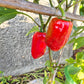 Jalapeno Conchos DER TOMATENFLÜSTERER