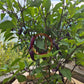 Jalapeno Multicolor DER TOMATENFLÜSTERER