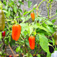 Jalapeno Orange DER TOMATENFLÜSTERER