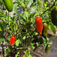 Jalapeno Orange DER TOMATENFLÜSTERER