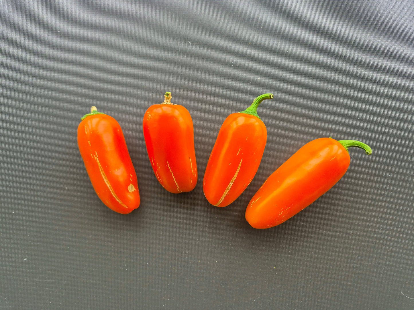 Jalapeno Orange DER TOMATENFLÜSTERER