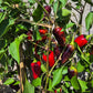 Jalapeno Purple DER TOMATENFLÜSTERER