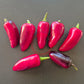 Jalapeno Purple DER TOMATENFLÜSTERER