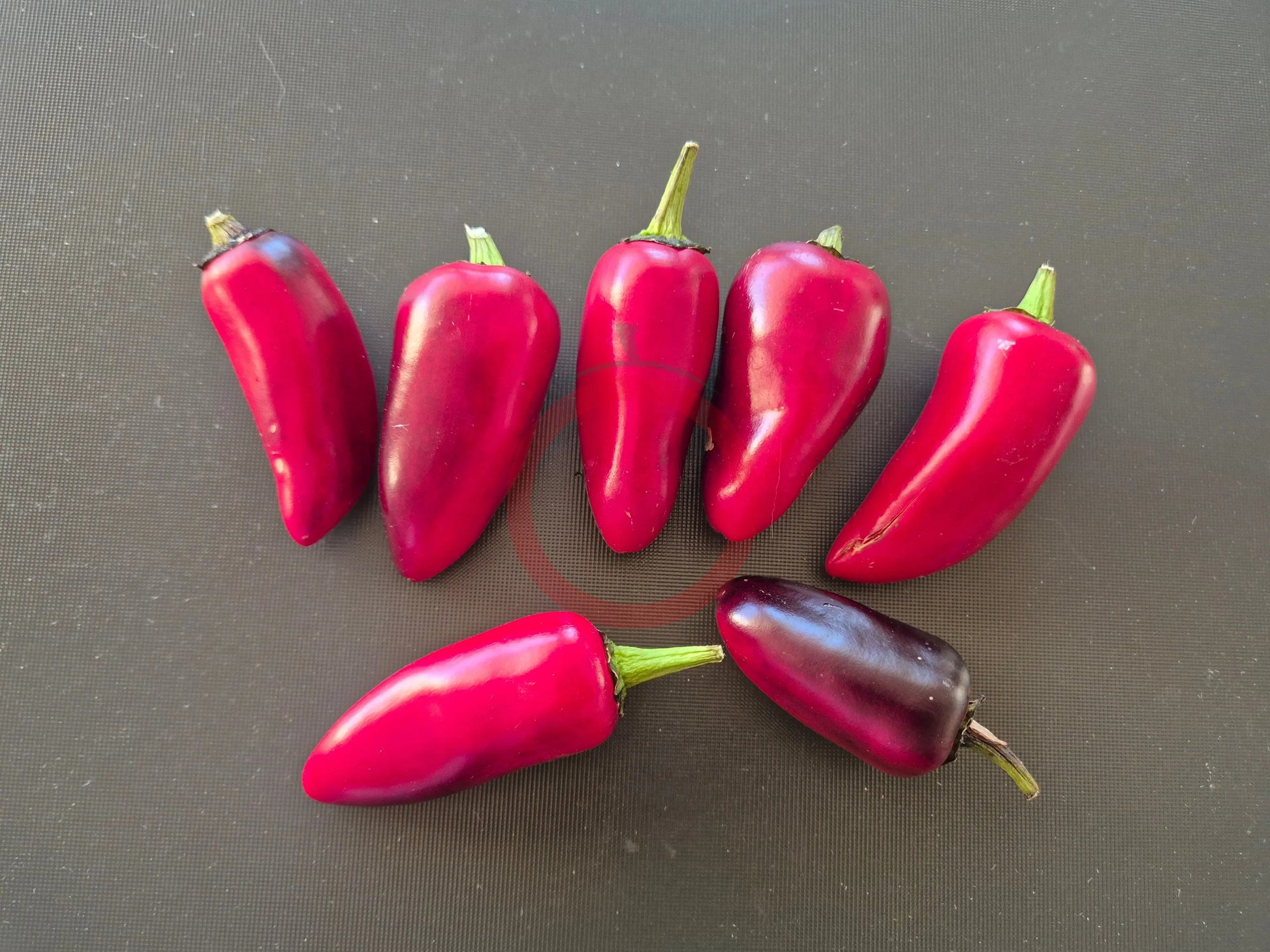 Jalapeno Purple DER TOMATENFLÜSTERER