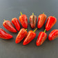 Jalapeno Rayados DER TOMATENFLÜSTERER