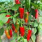 Jalapeno Summer Heat DER TOMATENFLÜSTERER