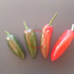 Jalapeno Summer Heat DER TOMATENFLÜSTERER