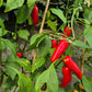Jalapeno TAM DER TOMATENFLÜSTERER