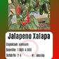 Jalapeno Xalapa DER TOMATENFLÜSTERER