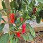 Jalapeno Xalapa DER TOMATENFLÜSTERER