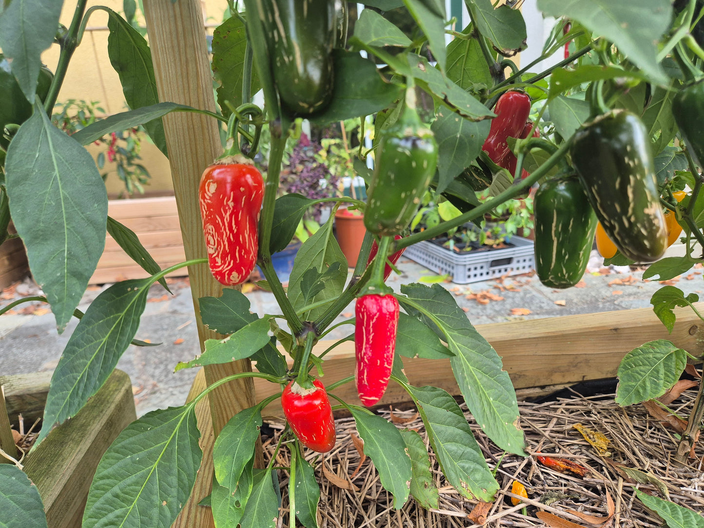 Jalapeno Xalapa DER TOMATENFLÜSTERER