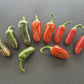 Jalapeno Xalapa DER TOMATENFLÜSTERER