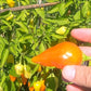 Jamy Chili DER TOMATENFLÜSTERER