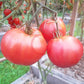 Japanisches Ochsenherz DER TOMATENFLÜSTERER
