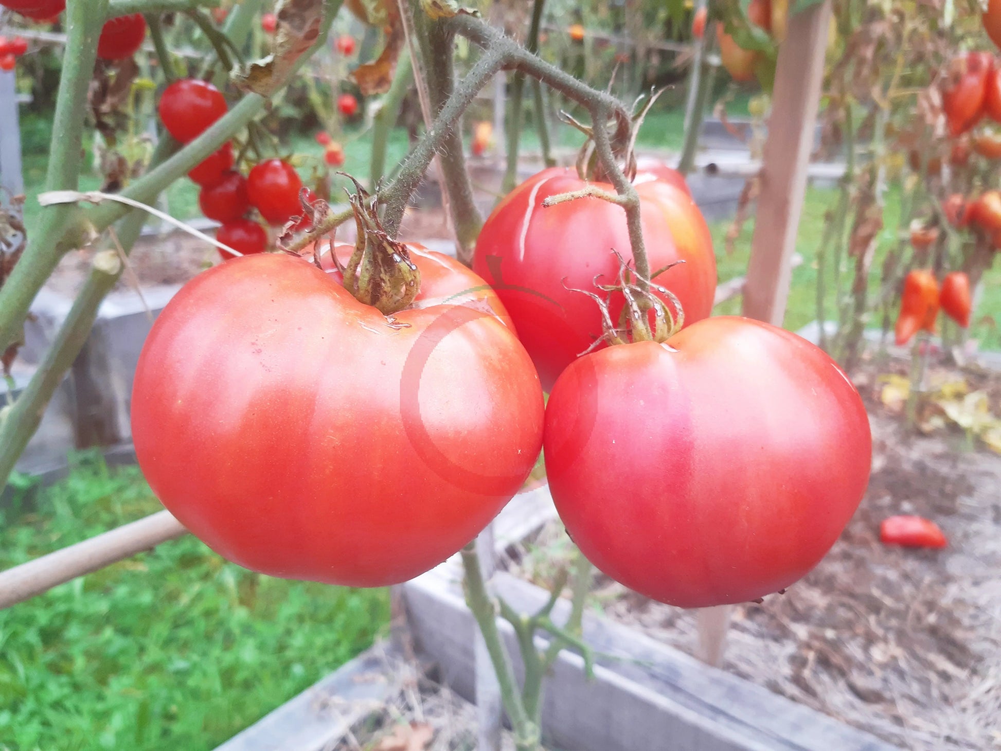 Japanisches Ochsenherz DER TOMATENFLÜSTERER