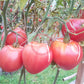 Japanisches Ochsenherz DER TOMATENFLÜSTERER