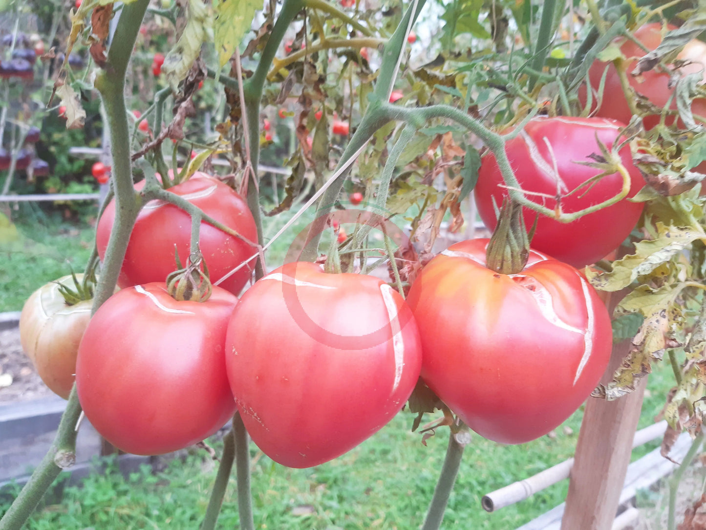 Japanisches Ochsenherz DER TOMATENFLÜSTERER