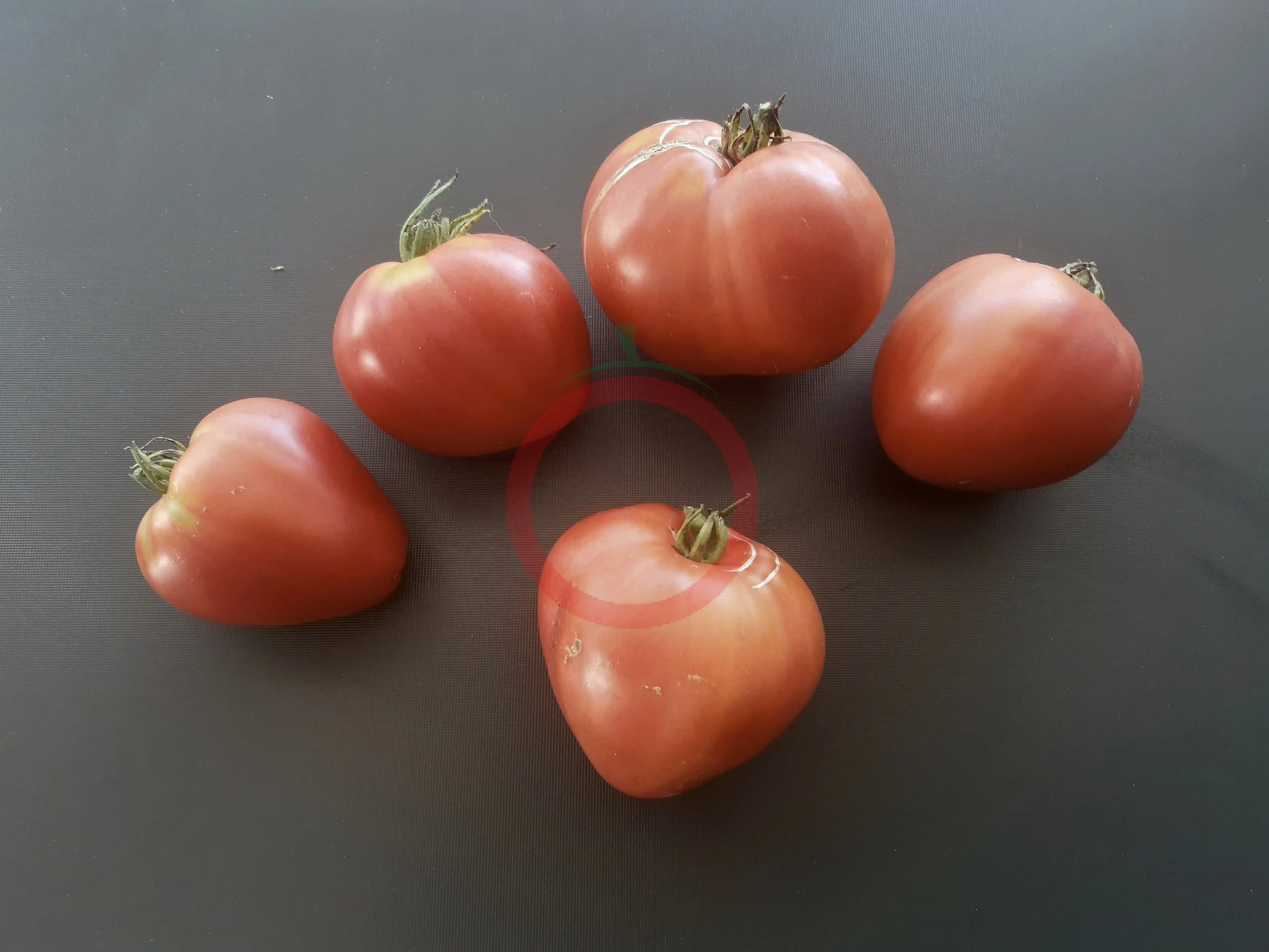 Japanisches Ochsenherz DER TOMATENFLÜSTERER