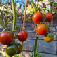 Jeanne de Lestonnac DER TOMATENFLÜSTERER