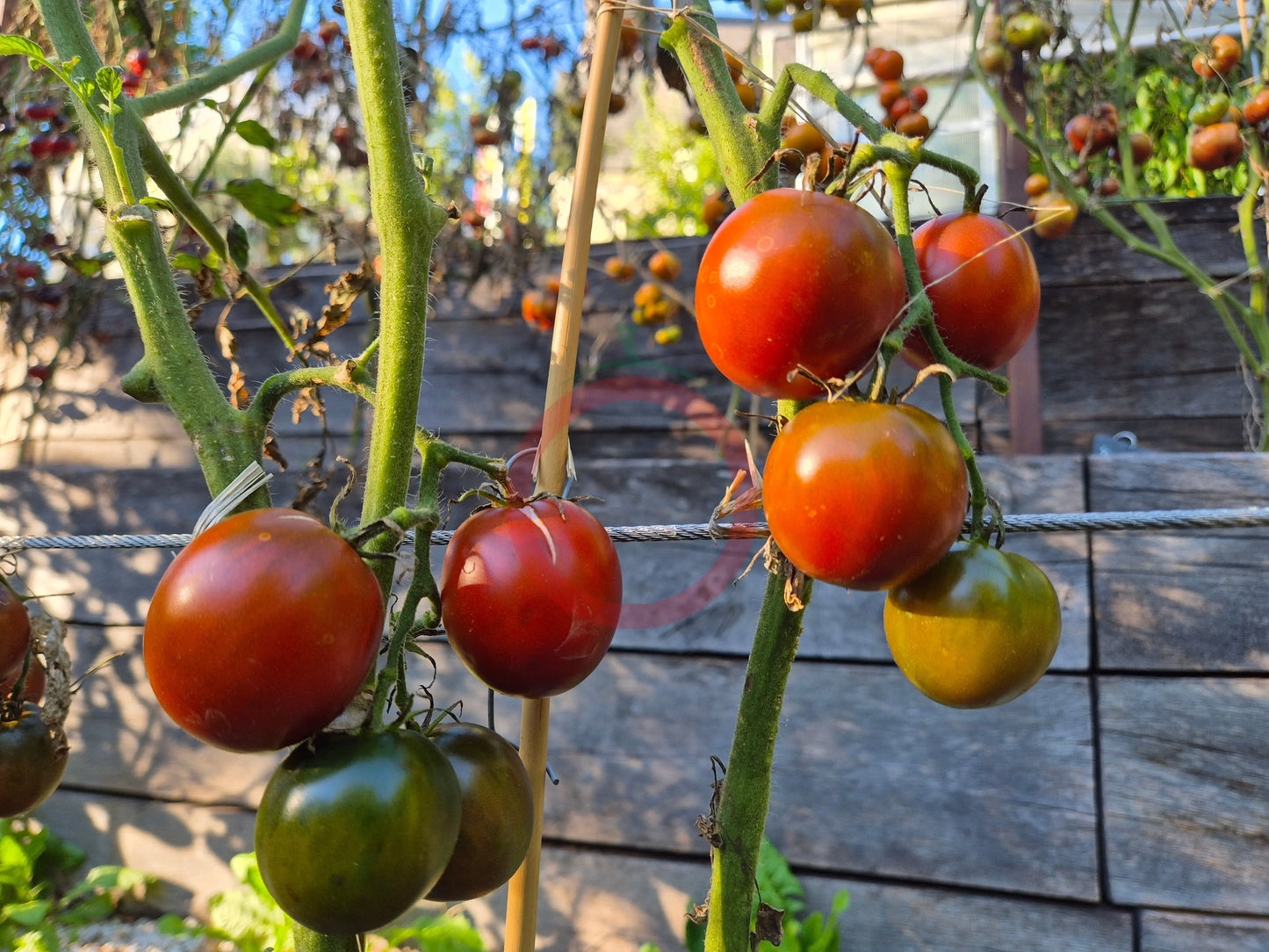 Jeanne de Lestonnac DER TOMATENFLÜSTERER