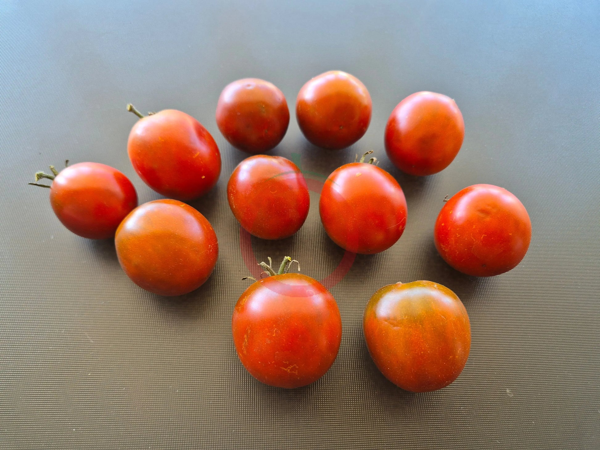Jeanne de Lestonnac DER TOMATENFLÜSTERER