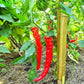 Jimmy Nardello´s DER TOMATENFLÜSTERER