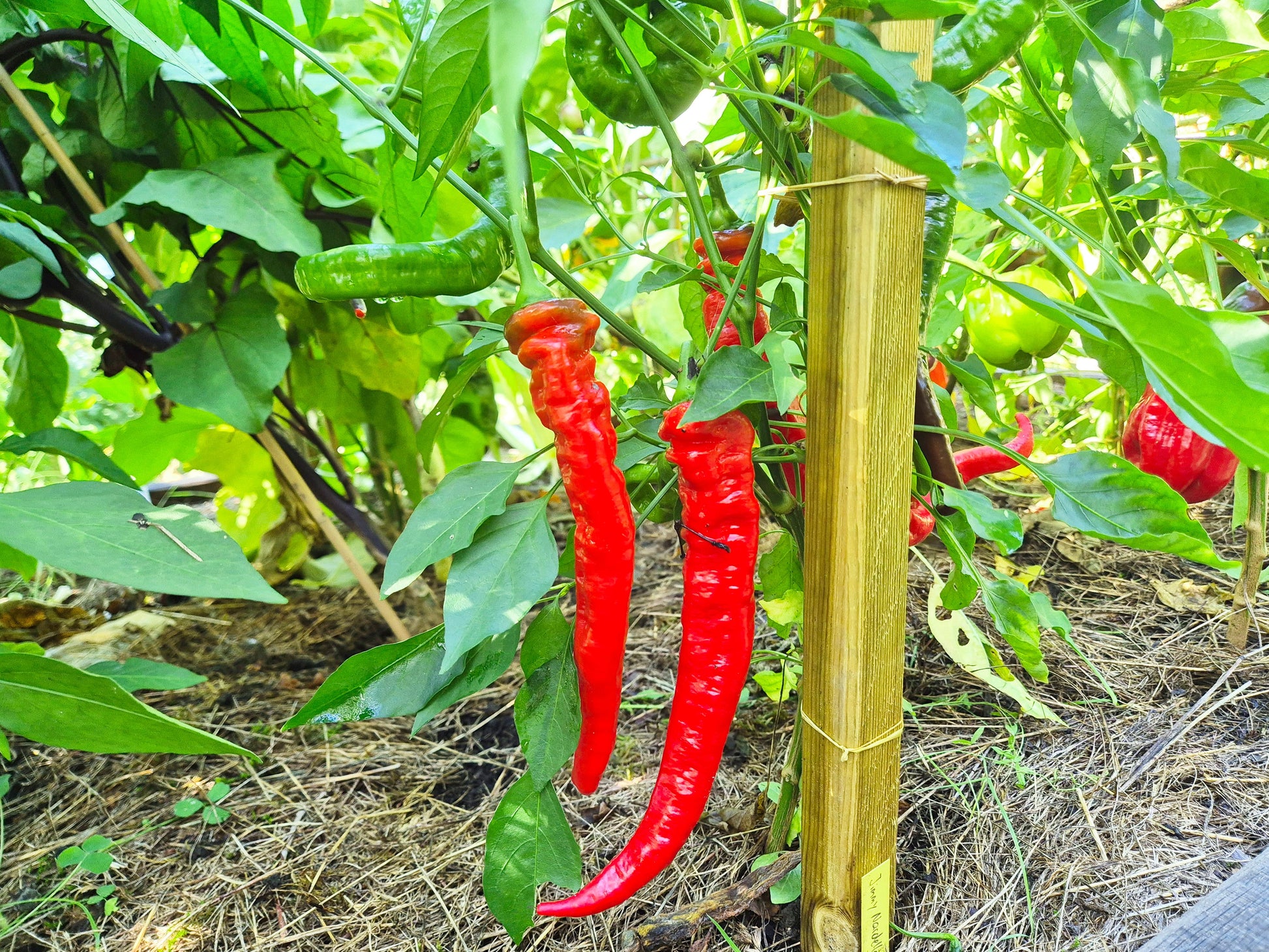 Jimmy Nardello´s DER TOMATENFLÜSTERER