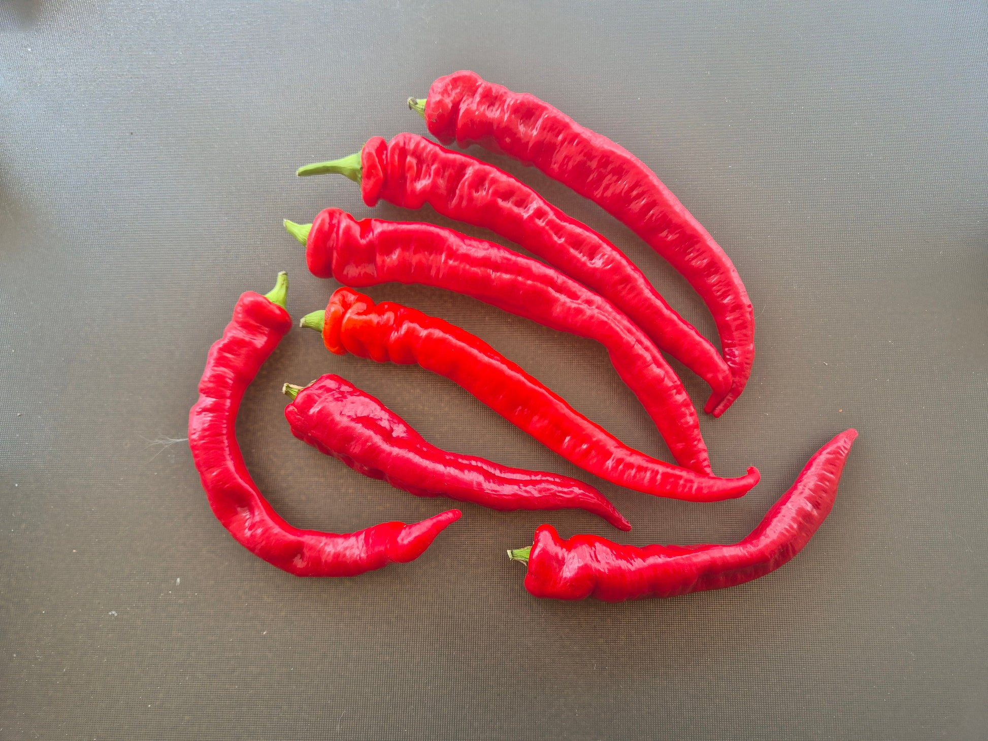 Jimmy Nardello´s DER TOMATENFLÜSTERER