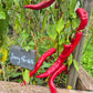 Jimmy Nardello´s DER TOMATENFLÜSTERER
