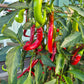 Joe´s Long Cayenne DER TOMATENFLÜSTERER