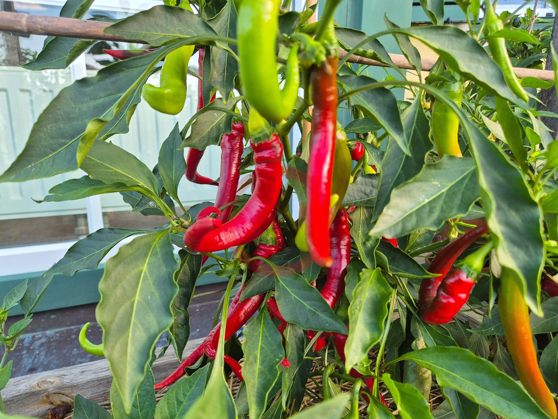 Joe´s Long Cayenne DER TOMATENFLÜSTERER