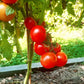 Jörfi DER TOMATENFLÜSTERER