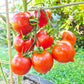 Jubilejnyi Tarasenko DER TOMATENFLÜSTERER