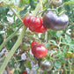 Kaleidoscopic Jewel DER TOMATENFLÜSTERER