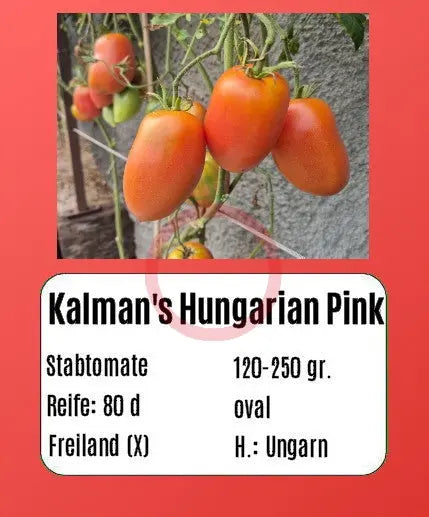 Kalman's Hungarian Pink DER TOMATENFLÜSTERER