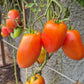 Kalman's Hungarian Pink DER TOMATENFLÜSTERER