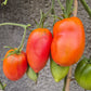 Kalman's Hungarian Pink DER TOMATENFLÜSTERER
