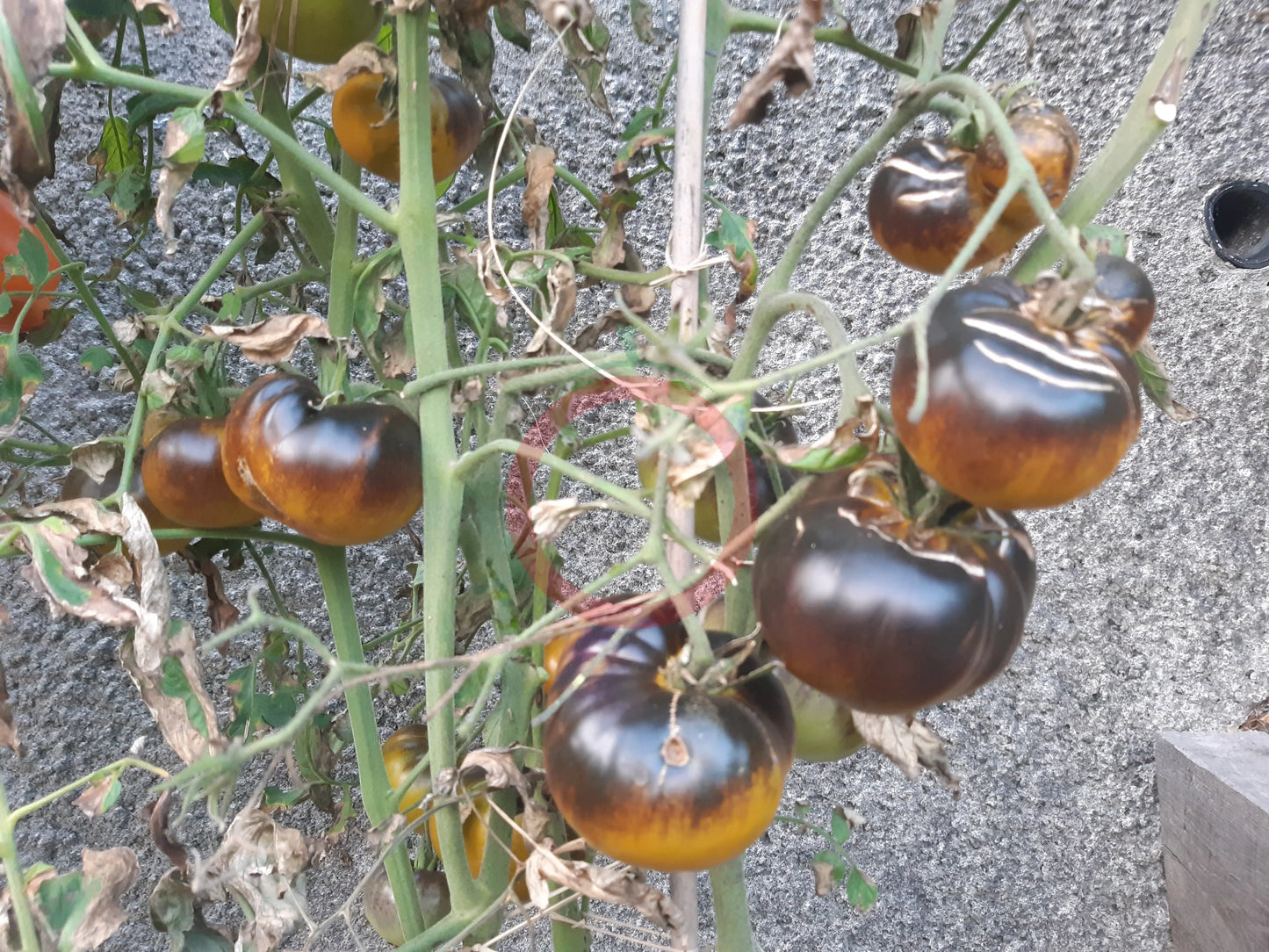 Kantati 17 DER TOMATENFLÜSTERER