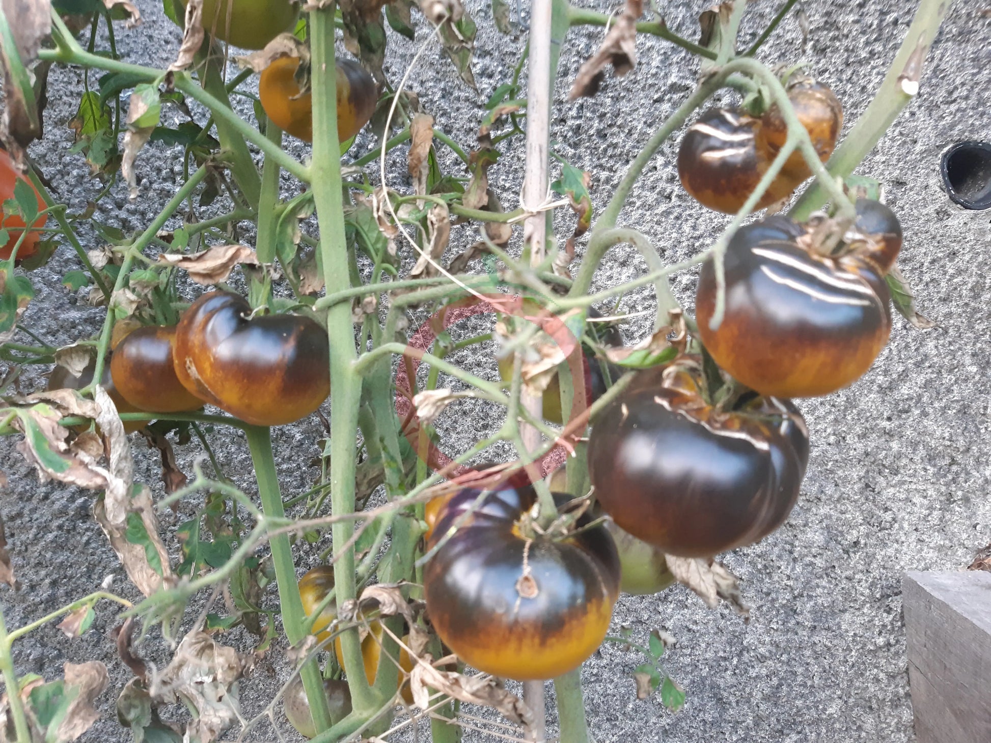Kantati 17 DER TOMATENFLÜSTERER