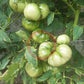 Katharina DER TOMATENFLÜSTERER