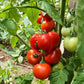 Kazabalikskiy Superranniy DER TOMATENFLÜSTERER