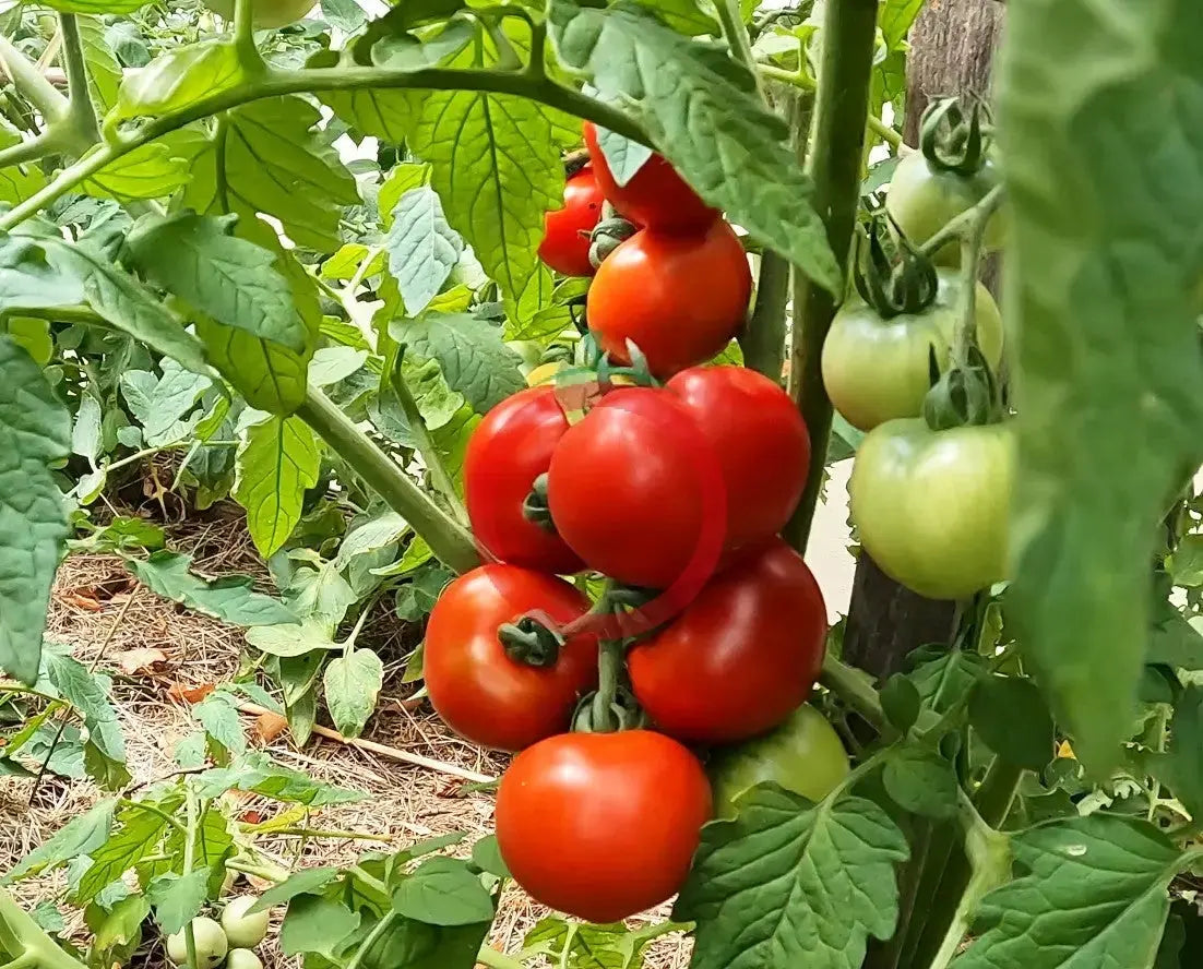 Kazabalikskiy Superranniy DER TOMATENFLÜSTERER