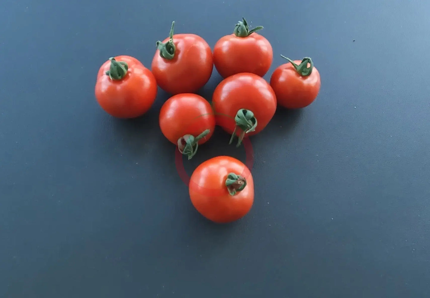Kazabalikskiy Superranniy DER TOMATENFLÜSTERER