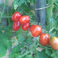 Komohana Grape DER TOMATENFLÜSTERER