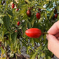 Korita Pepper DER TOMATENFLÜSTERER