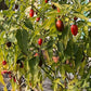 Korita Pepper DER TOMATENFLÜSTERER