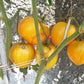 Korol Sibiri DER TOMATENFLÜSTERER