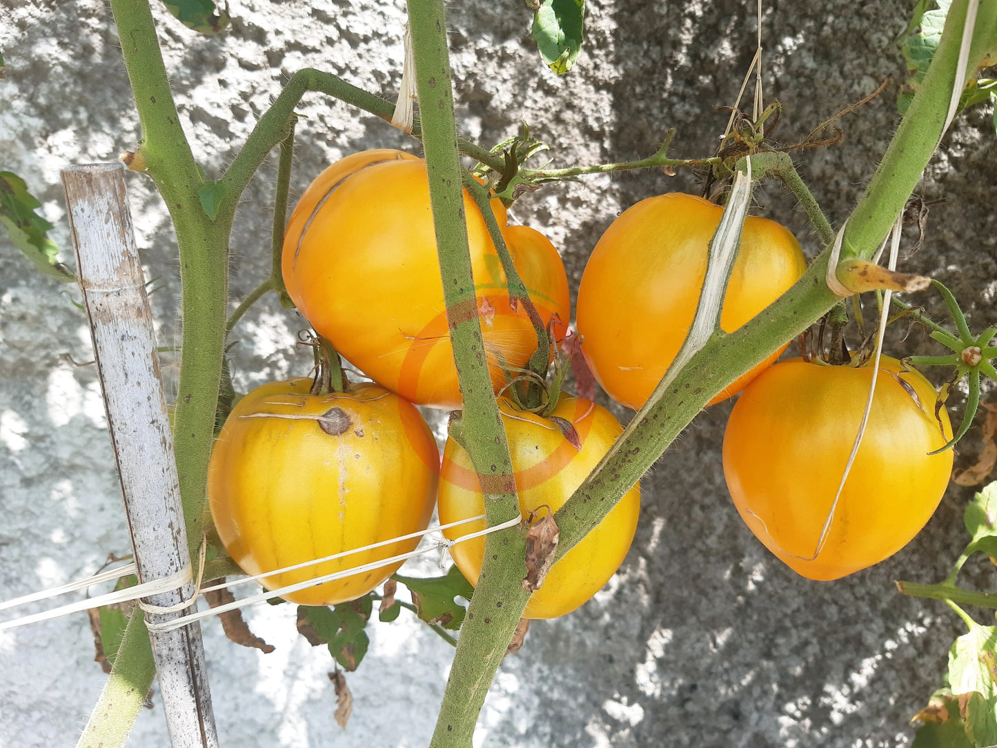 Korol Sibiri DER TOMATENFLÜSTERER