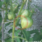 Korol Sibiri DER TOMATENFLÜSTERER
