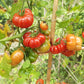 Korrogo DER TOMATENFLÜSTERER